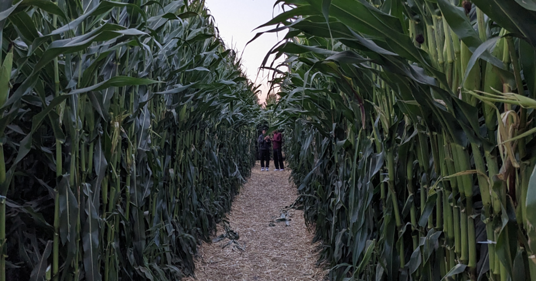 Pumpkin Patch Social